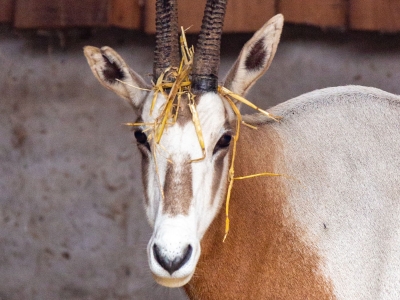 Scimitar oryx - De Zonnegloed - Animal park - Animal refuge centre 